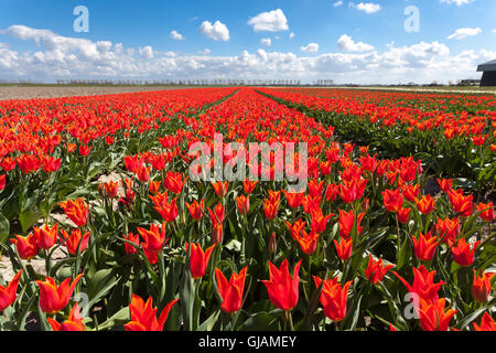 Tulipes. Belles fleurs rouges colorés sur le fond bleu du ciel du matin au printemps , floral background dynamique Banque D'Images