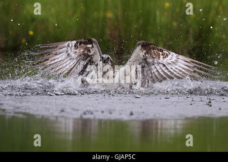 Wild Balbuzard pêcheur (Pandion haliaetus) pêche à Aviemore, Highland, en Écosse. Banque D'Images