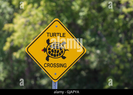 Turtle crossing the road sign Banque D'Images