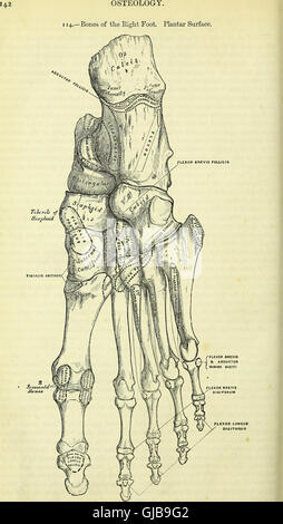 Cette ressource électronique de 1860 sur l'anatomie fournit des descriptions détaillées du corps humain et de ses structures, en mettant l'accent sur les applications chirurgicales et la pertinence clinique. Il sert de référence pour les professionnels de la santé, offrant des illustrations et des explications détaillées des caractéristiques et fonctions anatomiques. Banque D'Images