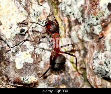 Close-up détaillé d'une fourmi rouge (Formica polyctena Formica rufa) ou sur un arbre Banque D'Images