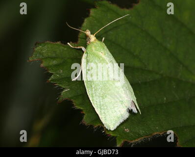 Chêne vert européen (tordeuse Tortrix viridana) alias European oak tortrix moth Banque D'Images