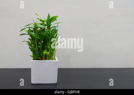 Lucky bambou dans un pot en céramique blanche sur une surface en bois Banque D'Images