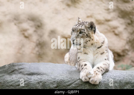 Portrait de côté grand célèbre chat, snow leopard - Irbis, Uncia uncia Banque D'Images