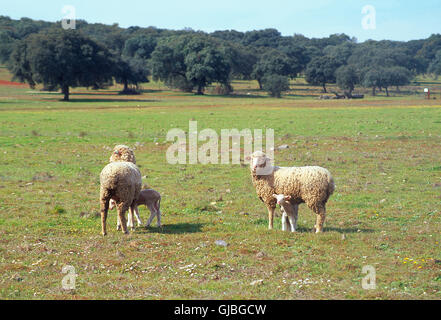 Deux brebis avec leurs agneaux dans un pré. La province de Badajoz, Estrémadure, Espagne. Banque D'Images