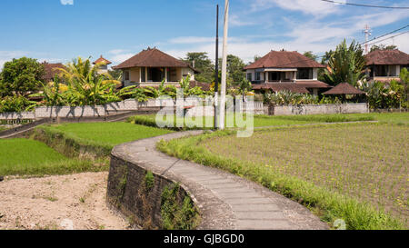 Une petite route serpente à travers les rizières à Ubud, Indonésie Banque D'Images