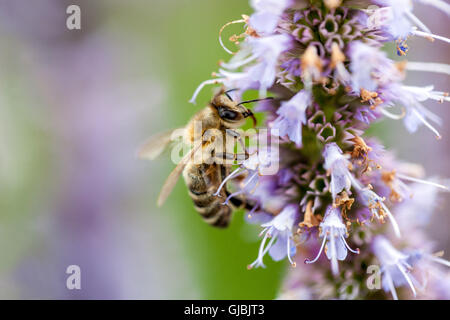 Abeille sur Nepeta kubanica Catmins, Banque D'Images