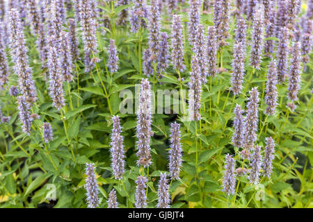 Assastche d'Hyssop anis « Adder noir » Banque D'Images