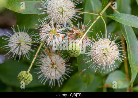 Butonbush -- Cephalanthus occidentalis floraison Banque D'Images