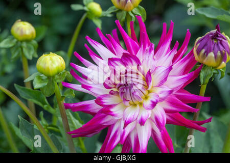 Dahlia ' Zuzana ' flower Banque D'Images