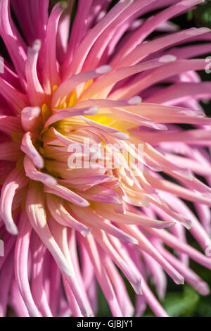 Beauté Violet fleur de Dahlia gros plan 'Popelka' simple fleur de cactus Banque D'Images