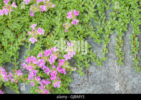 Thym rampant à fleurs roses sur une pierre gris bleu, comme un arrière-plan Banque D'Images