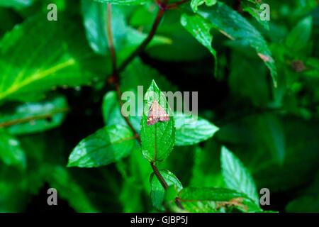Papillon SUR FEUILLE DE MENTHE MENTHE Banque D'Images