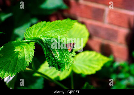 Papillon sur feuille de framboise à la menthe Banque D'Images
