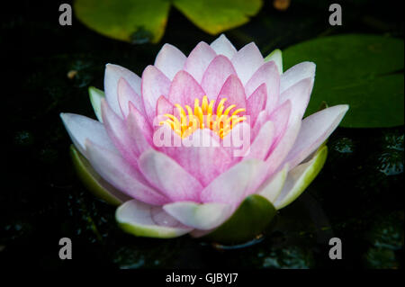 À tout droit jusqu'à une fleur lilly Banque D'Images