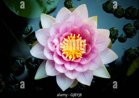 À tout droit jusqu'à une fleur lilly Banque D'Images