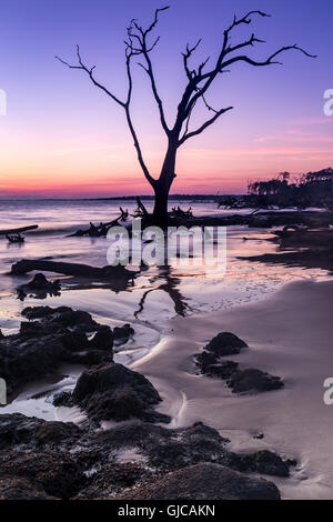 Driftwood et les arbres morts sur Blackrock plage (plage) Boneyard, Big Talbot Island, Floride Banque D'Images