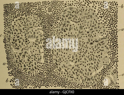 Les éléments d'Histologie Pathologique avec référence spéciale à des méthodes pratiques (1895) Banque D'Images