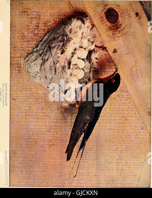 Ce travail fournit un guide complet des 320 espèces d'oiseaux trouvées dans l'Ohio, combinant descriptions scientifiques et connaissances populaires. Il couvre l'identification, les habitudes, les habitats et les caractéristiques clés de chaque espèce, servant à la fois de référence et de guide informatif pour les amateurs d'oiseaux. Banque D'Images