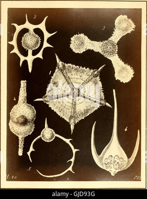 Polycystins, figures de formes remarquable &c. dans la craie de la Barbade-(principalement recueillies par M. Davy, et remarqué dans une conférence donnée à la Société agricole de la Barbade, en juillet, 1846) Banque D'Images