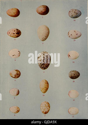 Ce travail de 1905 détaille les nids, les œufs et les habitudes de reproduction des oiseaux terrestres dans l'est des États-Unis, fournissant des conseils sur l'observation des oiseaux, l'élevage et la photographie des jeunes oiseaux. Banque D'Images