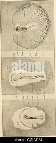 Le développement du poussin ; une introduction à l'embryologie (1919) Banque D'Images