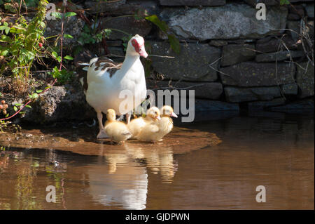 Brecon, Powys, au Royaume-Uni. 15 août 2016. Chaud et ensoleillé pour les gens sur le canal de Brecon et Monmouth dans Brecon Powys, Pays de Galles, Royaume-Uni. Credit : Graham M. Lawrence/Alamy Live News. Banque D'Images