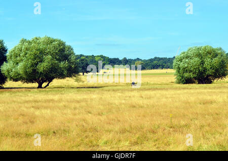 Richmond Park, Londres, UK. Août 15, 2016. Red Deer au soleil à Richmond Park comme heatwave approches. Credit : JOHNNY ARMSTEAD/Alamy Live News Banque D'Images