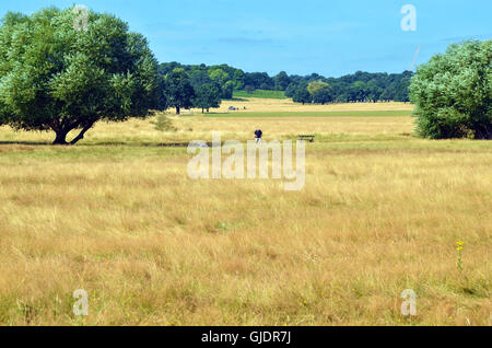 Richmond Park, Londres, UK. Août 15, 2016. Red Deer au soleil à Richmond Park comme heatwave approches. Credit : JOHNNY ARMSTEAD/Alamy Live News Banque D'Images