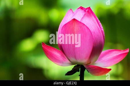 Chengdu, Chengdu, Chine. Août 16, 2016. Chengdu, Chine ? ?- ?15 ?Août 2016 : ?(EDITORIAL ?utiliser ?SEULEMENT. ?CHINE ?OUT) des fleurs de lotus Blossom à l'Université de Sichuan dans le sud-ouest de Chengdu, capitale de la province chinoise du Sichuan, ce qui rend les élèves se sentent sur le campus paisible et joyeuse. Des architectures anciennes caractéristiques chinoises se tenir à côté de la belle fleur de lotus pond à Huaxi District de l'Université de Sichuan, qui attire l'attention des visiteurs et des étudiants lors de la fleurs de lotus blossom en été. © SIPA Asie/ZUMA/Alamy Fil Live News Banque D'Images