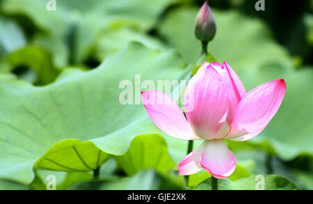 Chengdu, Chengdu, Chine. Août 16, 2016. Chengdu, Chine ? ?- ?15 ?Août 2016 : ?(EDITORIAL ?utiliser ?SEULEMENT. ?CHINE ?OUT) des fleurs de lotus Blossom à l'Université de Sichuan dans le sud-ouest de Chengdu, capitale de la province chinoise du Sichuan, ce qui rend les élèves se sentent sur le campus paisible et joyeuse. Des architectures anciennes caractéristiques chinoises se tenir à côté de la belle fleur de lotus pond à Huaxi District de l'Université de Sichuan, qui attire l'attention des visiteurs et des étudiants lors de la fleurs de lotus blossom en été. © SIPA Asie/ZUMA/Alamy Fil Live News Banque D'Images