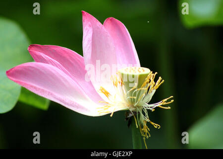 Chengdu, Chengdu, Chine. Août 16, 2016. Chengdu, Chine ? ?- ?15 ?Août 2016 : ?(EDITORIAL ?utiliser ?SEULEMENT. ?CHINE ?OUT) des fleurs de lotus Blossom à l'Université de Sichuan dans le sud-ouest de Chengdu, capitale de la province chinoise du Sichuan, ce qui rend les élèves se sentent sur le campus paisible et joyeuse. Des architectures anciennes caractéristiques chinoises se tenir à côté de la belle fleur de lotus pond à Huaxi District de l'Université de Sichuan, qui attire l'attention des visiteurs et des étudiants lors de la fleurs de lotus blossom en été. © SIPA Asie/ZUMA/Alamy Fil Live News Banque D'Images