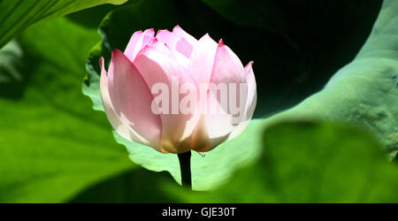 Chengdu, Chengdu, Chine. Août 16, 2016. Chengdu, Chine ? ?- ?15 ?Août 2016 : ?(EDITORIAL ?utiliser ?SEULEMENT. ?CHINE ?OUT) des fleurs de lotus Blossom à l'Université de Sichuan dans le sud-ouest de Chengdu, capitale de la province chinoise du Sichuan, ce qui rend les élèves se sentent sur le campus paisible et joyeuse. Des architectures anciennes caractéristiques chinoises se tenir à côté de la belle fleur de lotus pond à Huaxi District de l'Université de Sichuan, qui attire l'attention des visiteurs et des étudiants lors de la fleurs de lotus blossom en été. © SIPA Asie/ZUMA/Alamy Fil Live News Banque D'Images