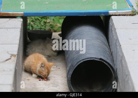 Zhengzhou, Zhengzhou, Chine. Août 16, 2016. Zhengzhou, Chine ? ?- ?14 ?Août 2016 : ?(EDITORIAL ?utiliser ?SEULEMENT. ?CHINE ?OUT) Les chats reste et ont de la nourriture à la simple refuge construit par des personnes aimables. Il y a un bon nombre de chats abandonnés à l'errance d'un district communautaire à Zhengzhou, capitale de la province du Henan en Chine centrale. Les chats errants donnent naissance à plus de chatons, qui sont incapables de prendre soin d'eux-mêmes. Afin de fournir l'aise 'shelters' pour les chats errants abandonnés, un certain genre de personnes créer "maisons" pour les chats errants avec les tubes des déchets de bois et des bols, le 14 août 2016. En outre, ils Banque D'Images