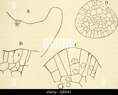 *The structure and Development of mousses and fougères (Archegoniatae)*, publié en 1918, détaille le cycle de vie, les schémas de croissance et la structure biologique des mousses et fougères, principaux groupes végétaux dans les études botaniques. Banque D'Images