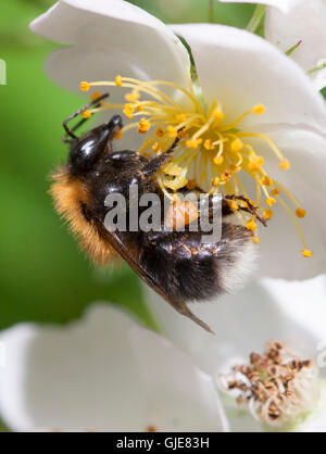 Bourdon sur une fleur rose Banque D'Images