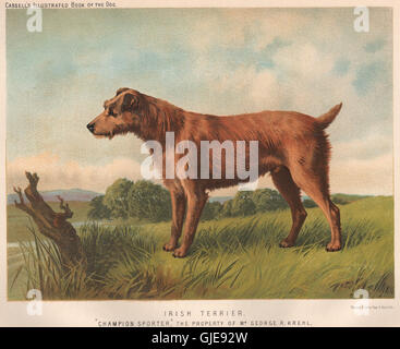 Les CHIENS. Terrier irlandais ; 'Champion' Sporter, antique print 1881 Banque D'Images