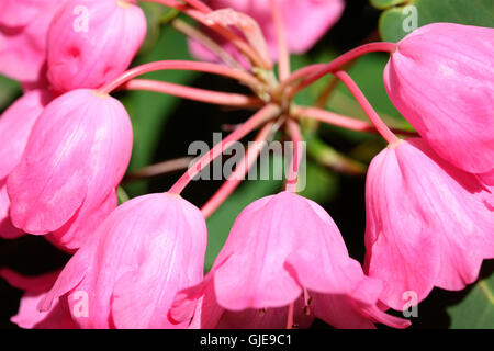 Une cascade de rhododendron rose en forme de cloche fleurs campylogynum Jane Ann Butler Photography JABP2667 Banque D'Images