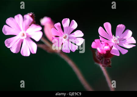 Un trio de fleurs sauvages red campion Jane Ann Butler Photography JABP1566 Banque D'Images