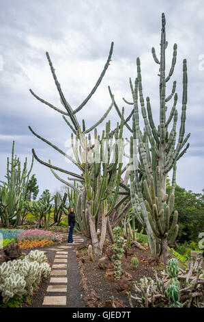 Touriste est debout près du cactus géant au Jardin botanique de Funchal, Madère Banque D'Images