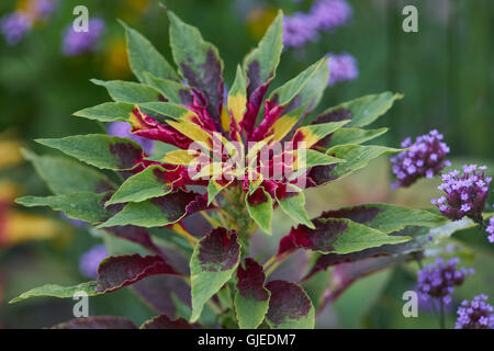 Joseph's coat Amaranthus tricolor usine tandaljo tandalja tampala perfecta bhaji callaloo Banque D'Images