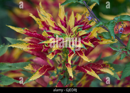 Joseph's coat Amaranthus tricolor usine tandaljo tandalja tampala perfecta bhaji callaloo Banque D'Images