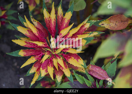 Joseph's coat Amaranthus tricolor usine tandaljo tandalja tampala perfecta bhaji callaloo Banque D'Images