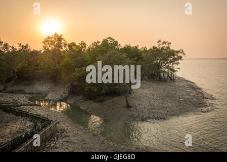 Îles de mangrove dans le parc national des Sundarbans, Bengale occidental, Inde Banque D'Images