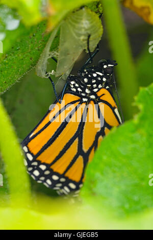 Le monarque (Danaus plexippus) adultes nouvellement émergés dans le concombre patch, Grand Sudbury, Ontario, Canada Banque D'Images