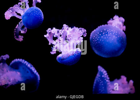 Méduses bleu lumineux sur fond noir.Isoler Banque D'Images