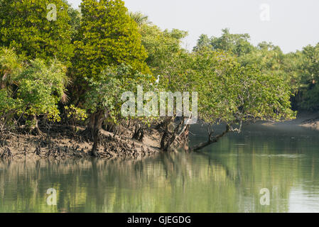 Îles de boue dans les mangroves des Sundarbans, l'Inde Banque D'Images