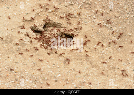 Les fourmis moissonneuses rouge (Pogonomyrmex barbatus), Rio Grande City, Texas, États-Unis Banque D'Images