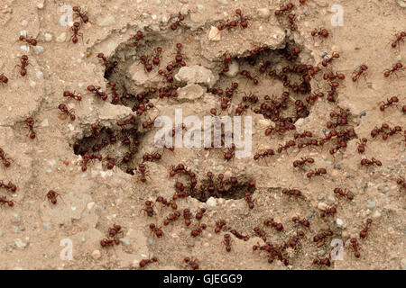 Les fourmis moissonneuses rouge (Pogonomyrmex barbatus), Rio Grande City, Texas, États-Unis Banque D'Images