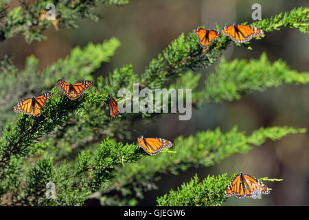 Monarque (Danaus plexippus) colonie d'hiver se percher dans l'arbre d'eucalyptus, Pismo Beach State Park, Californie, USA Banque D'Images